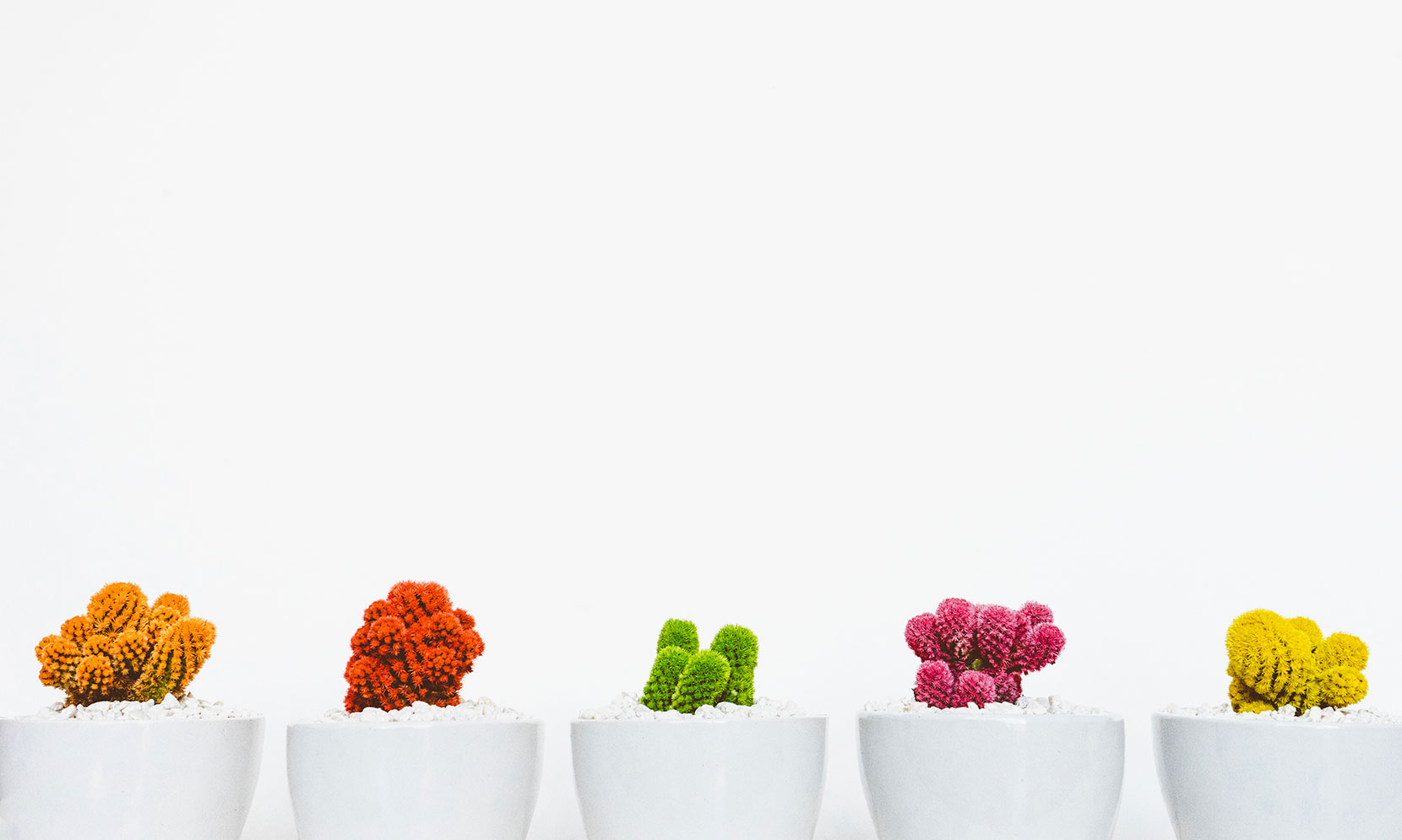 Three small cacti in white pots against a white background.