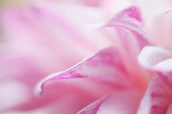 Recipe: South Indian Curry