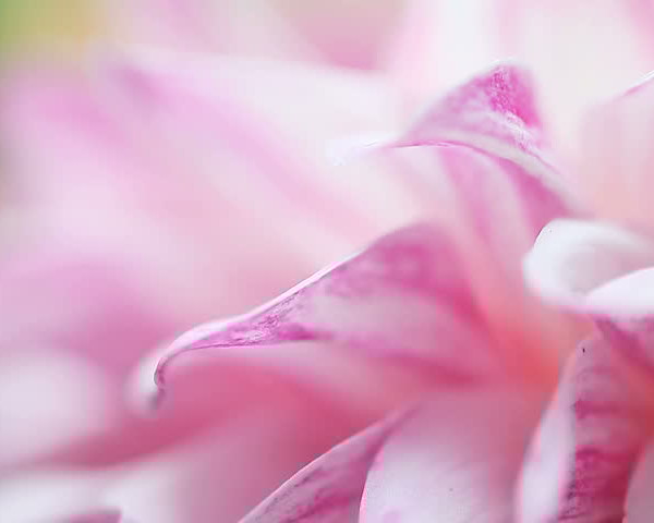 Soft pink petals in a delicate close-up.