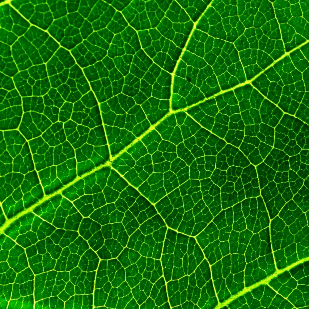 Close-up of a vibrant green leaf showing intricate vein patterns.