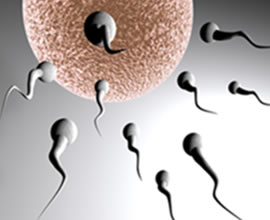 Sperm swimming toward an egg for fertilization.