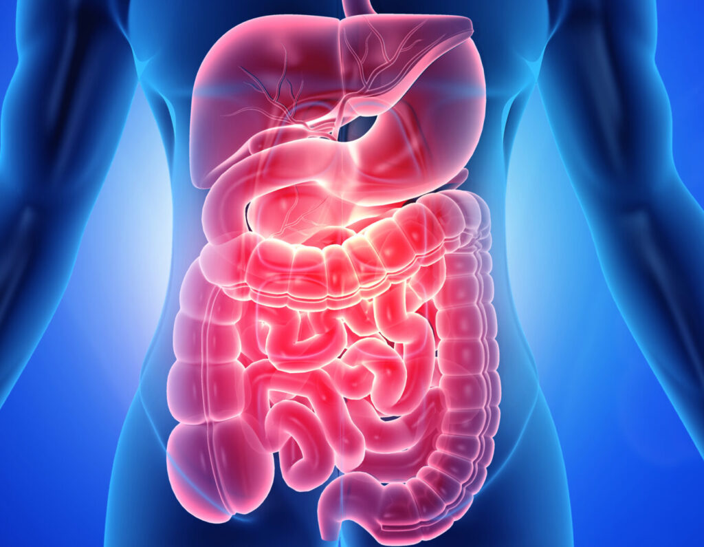Illustration of the human digestive system highlighting stomach and intestines.