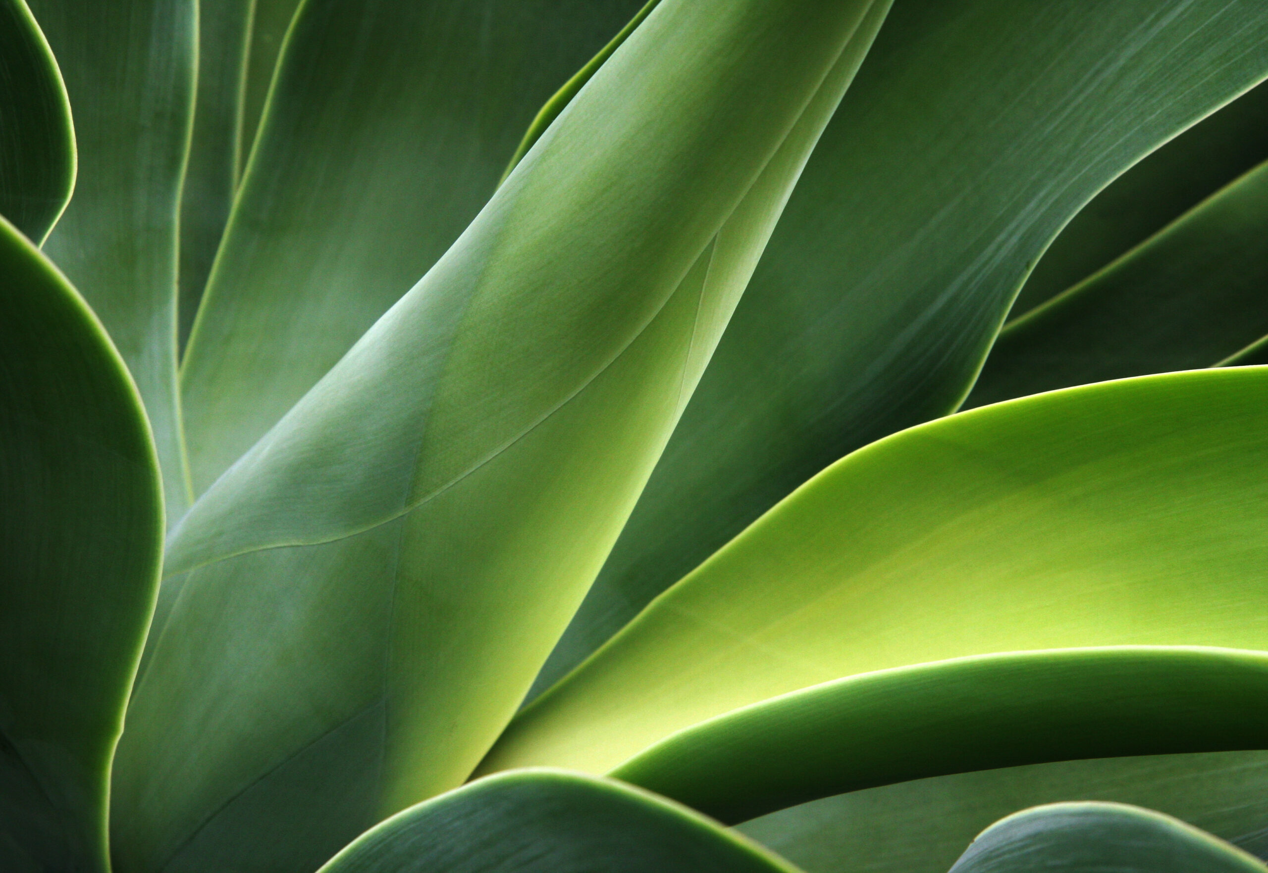 Close-up of smooth, green succulent leaves with natural light.
