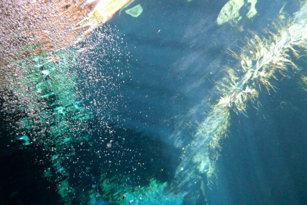 The Magic of Fascia Coming to Light