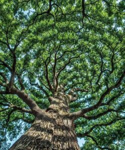 Looking up at a large tree with sprawling branches and green leaves.