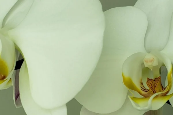 Menopause Support - Holistically