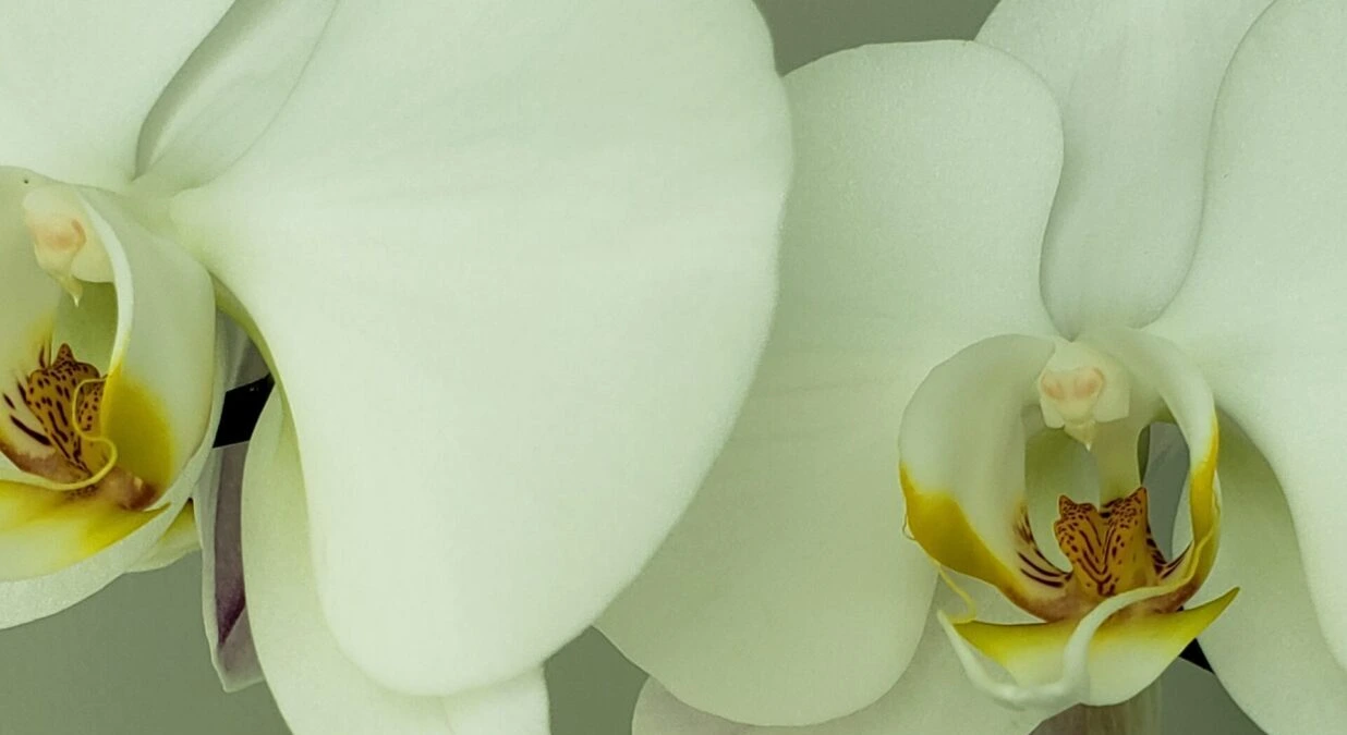 Menopause Support – Holistically