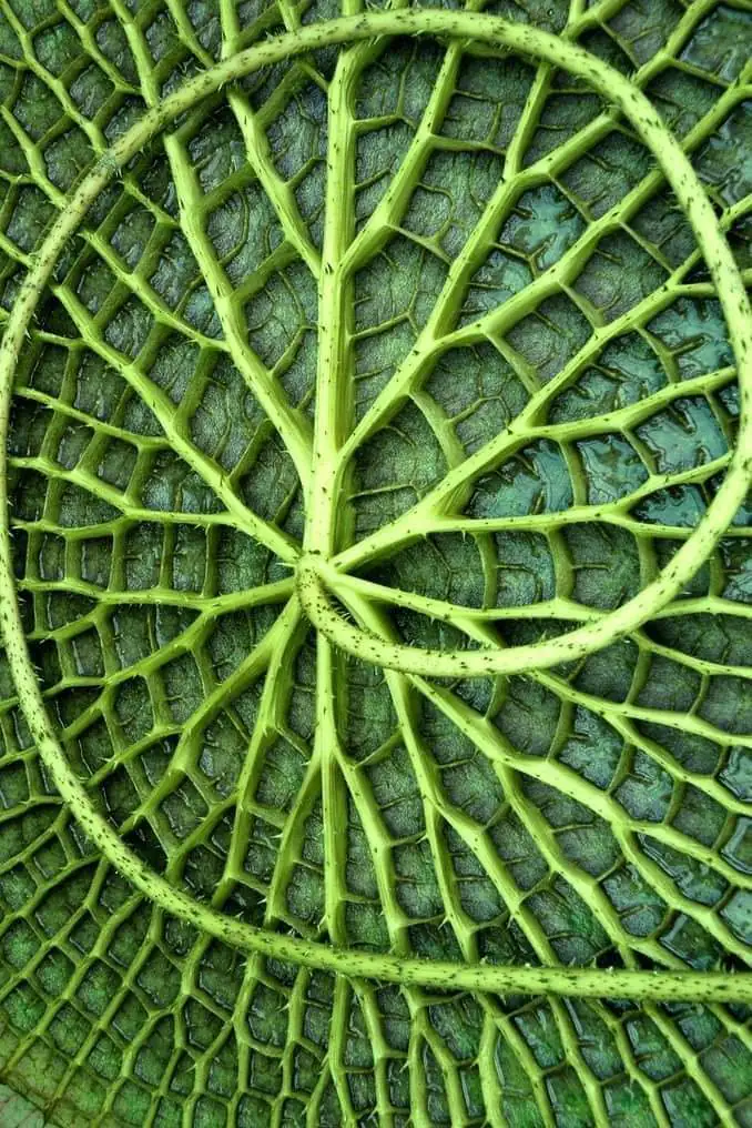 Close-up of a green leaf showing detailed veins. Close-up of a green leaf showing detailed veins.