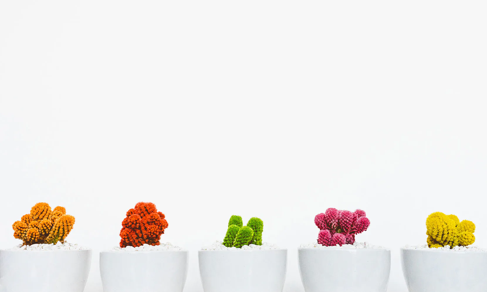 Three small cacti in white pots against a white background.