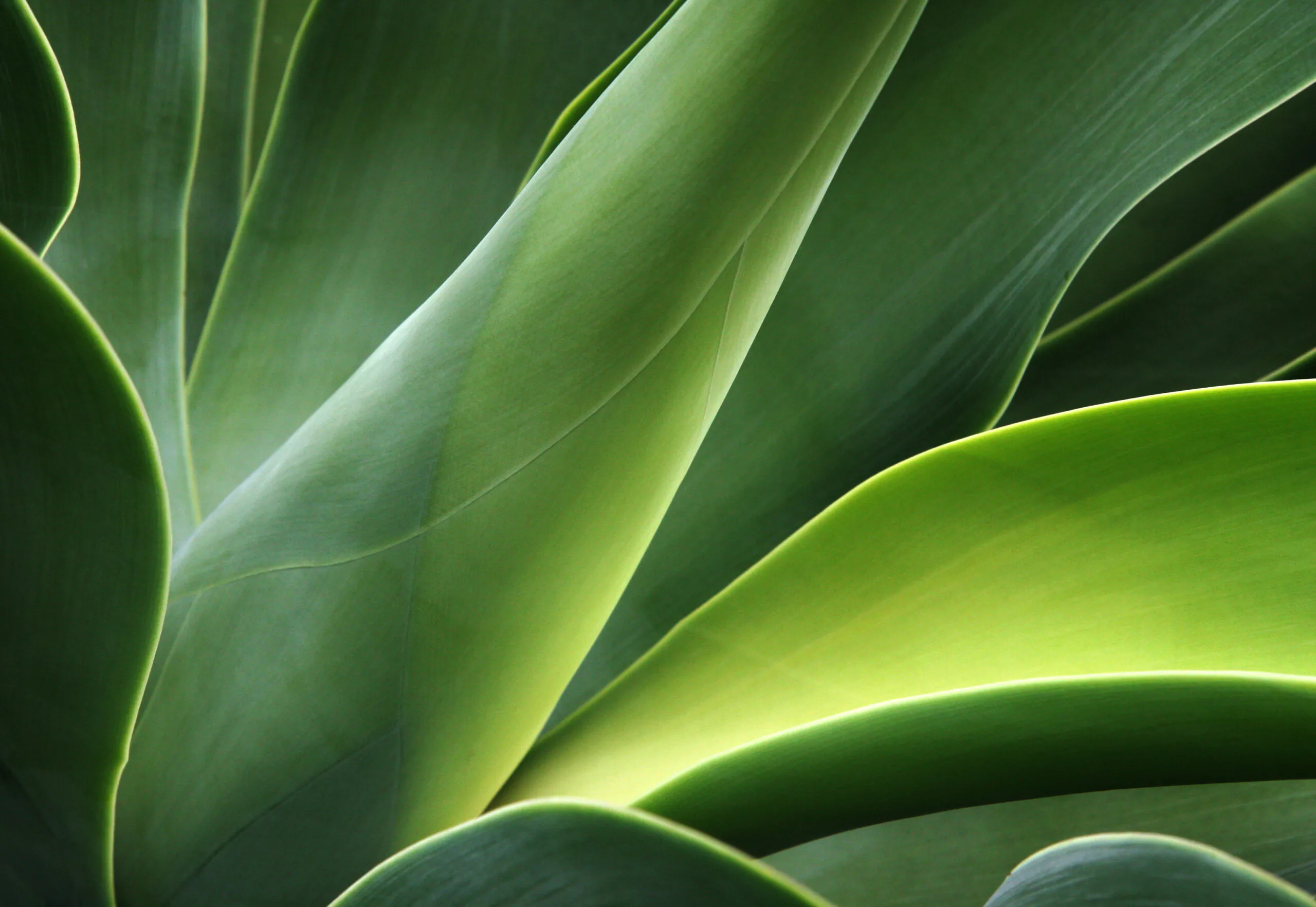 Close-up of smooth, green succulent leaves with natural light.