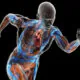 Transparent human figure running, showing muscles and internal organs.