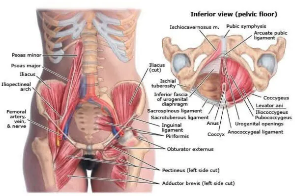 Pelvic Floor Health with TCM/Acupuncture