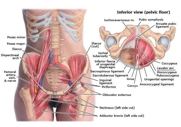 Pelvic Floor Health with TCM/Acupuncture